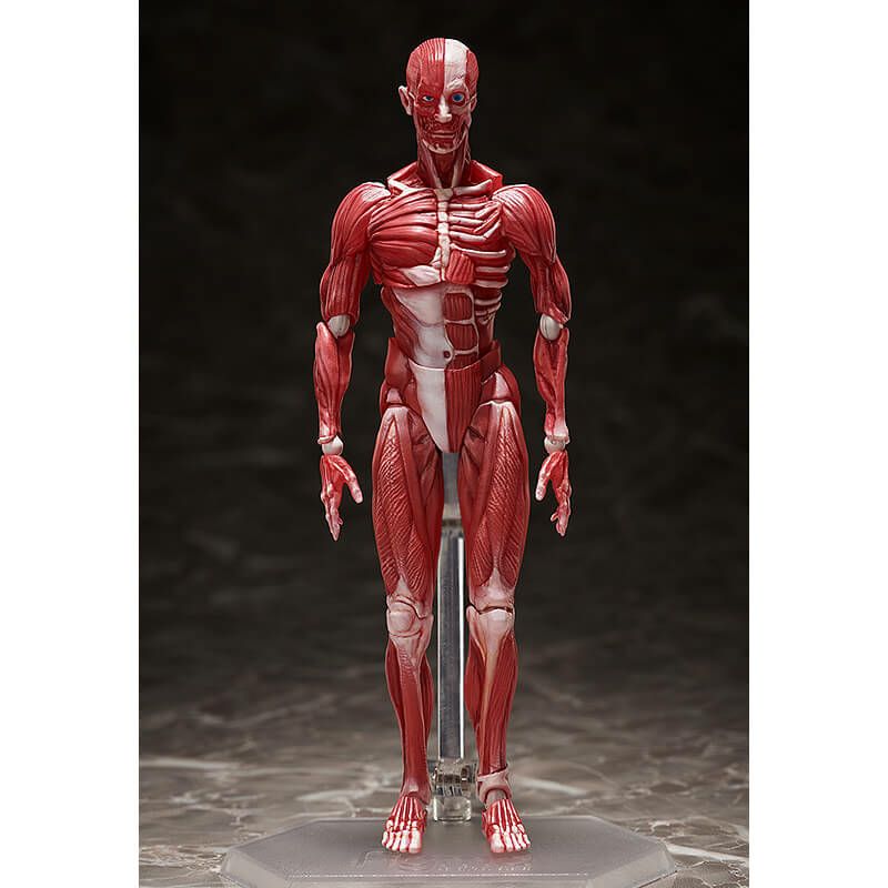 figma 人体模型 figma 人体模型【4570001510427】