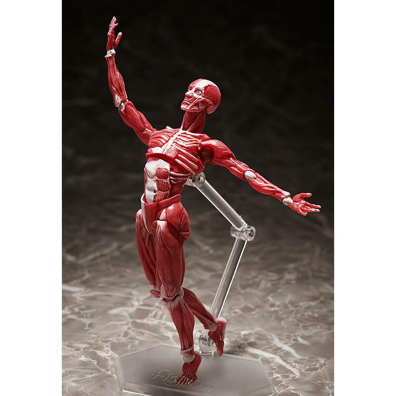 figma(フィグマ) SP-142 人体模型(じんたいもけい) 完成品 可動フィギュア FREEing(フリーイング) Amazon | FREEing フリーイング figma SP-142 人体模型